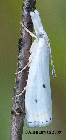 copyright Allen Bryan 2009; Gold-stripe Grass-veneer Moth